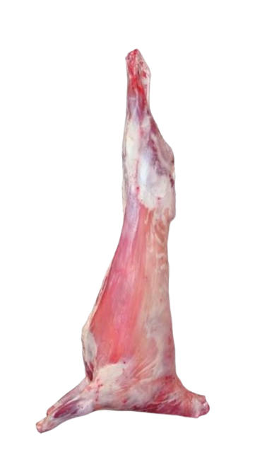 ssss removebg preview